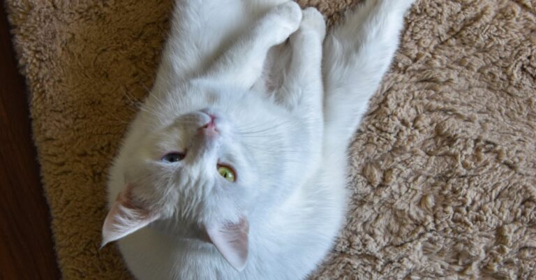 cat socks fb723deafffb6f075562cb767077604c